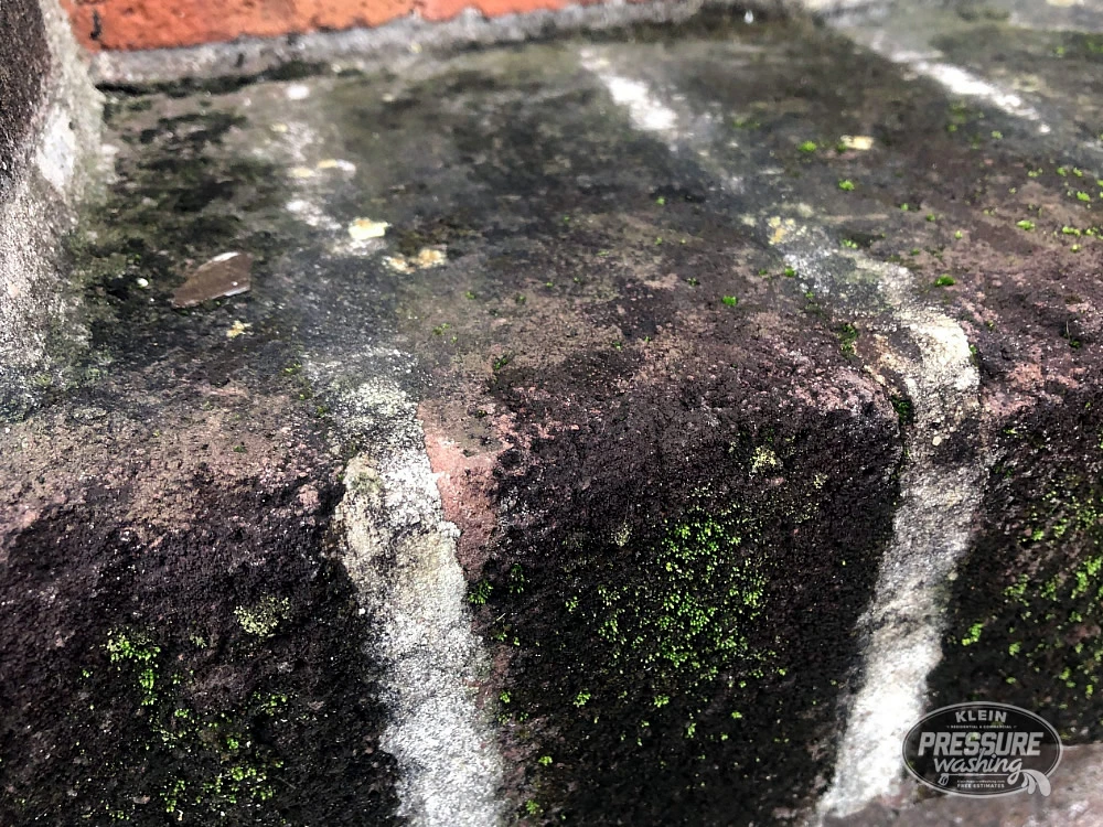Mildew on bricks in downtown Swift building